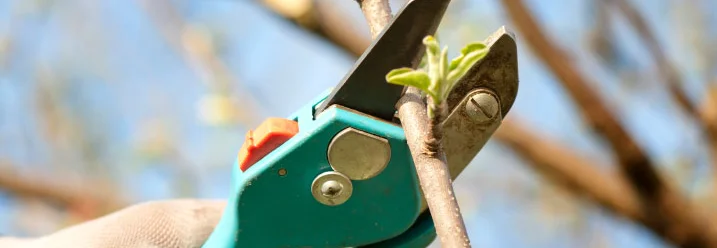 Handschuh schneidet Ast mit Gartenschere